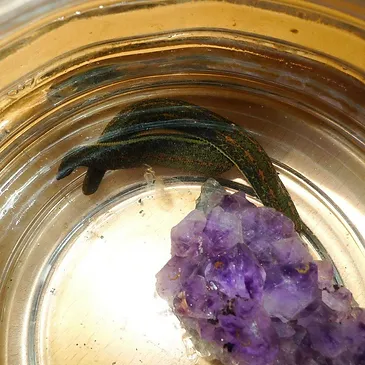 Blutegel aus der Nähe fotografiert